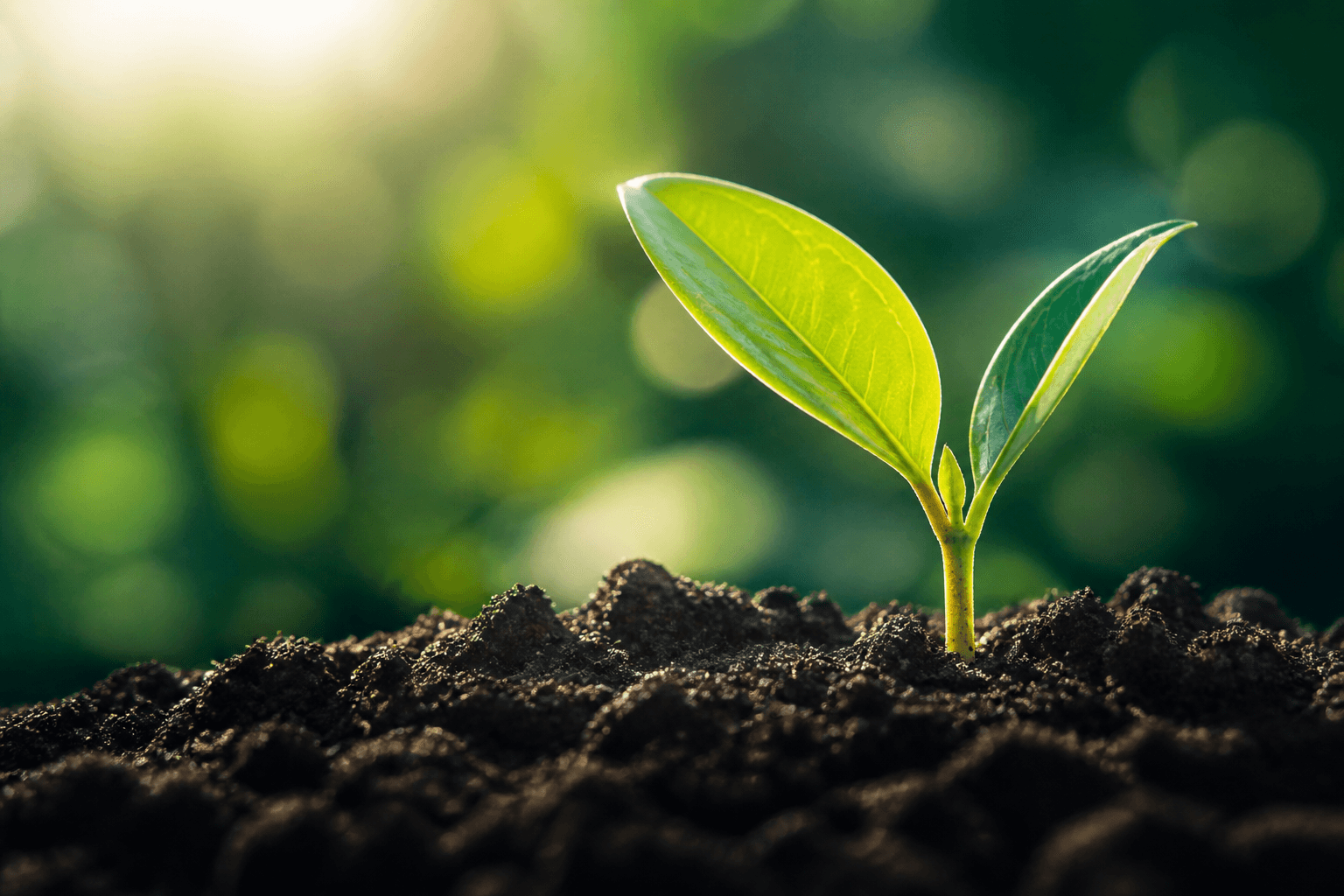 Seedling in warm light — protection apart from the live server